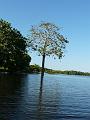 cotton tree-01